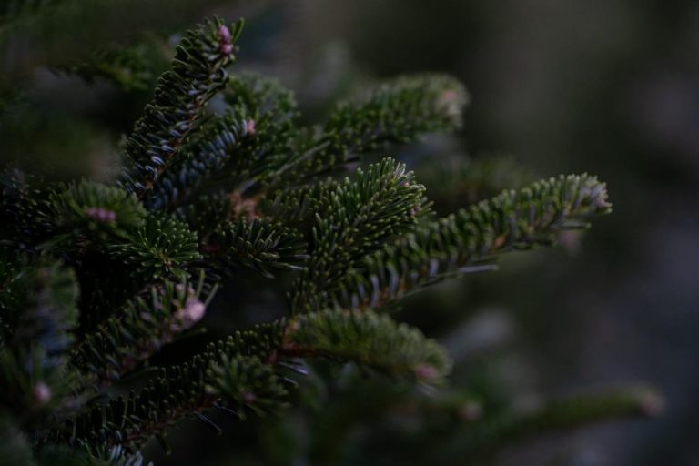 Home Verse echte kerstboom Almere met natuurlijke dennengeur in woonkamer, milieuvriendelijk alternatief voor kunstbomen