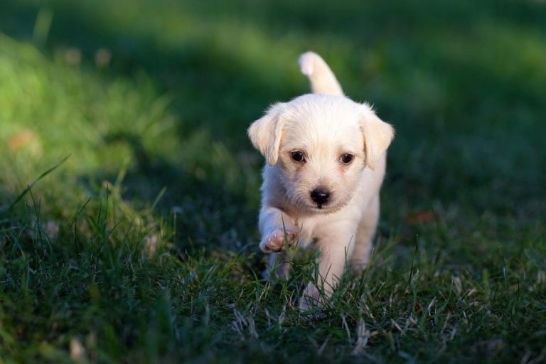 Home Hond veilig in draagzak tijdens wandeling - comfort en bescherming voor lange afstanden